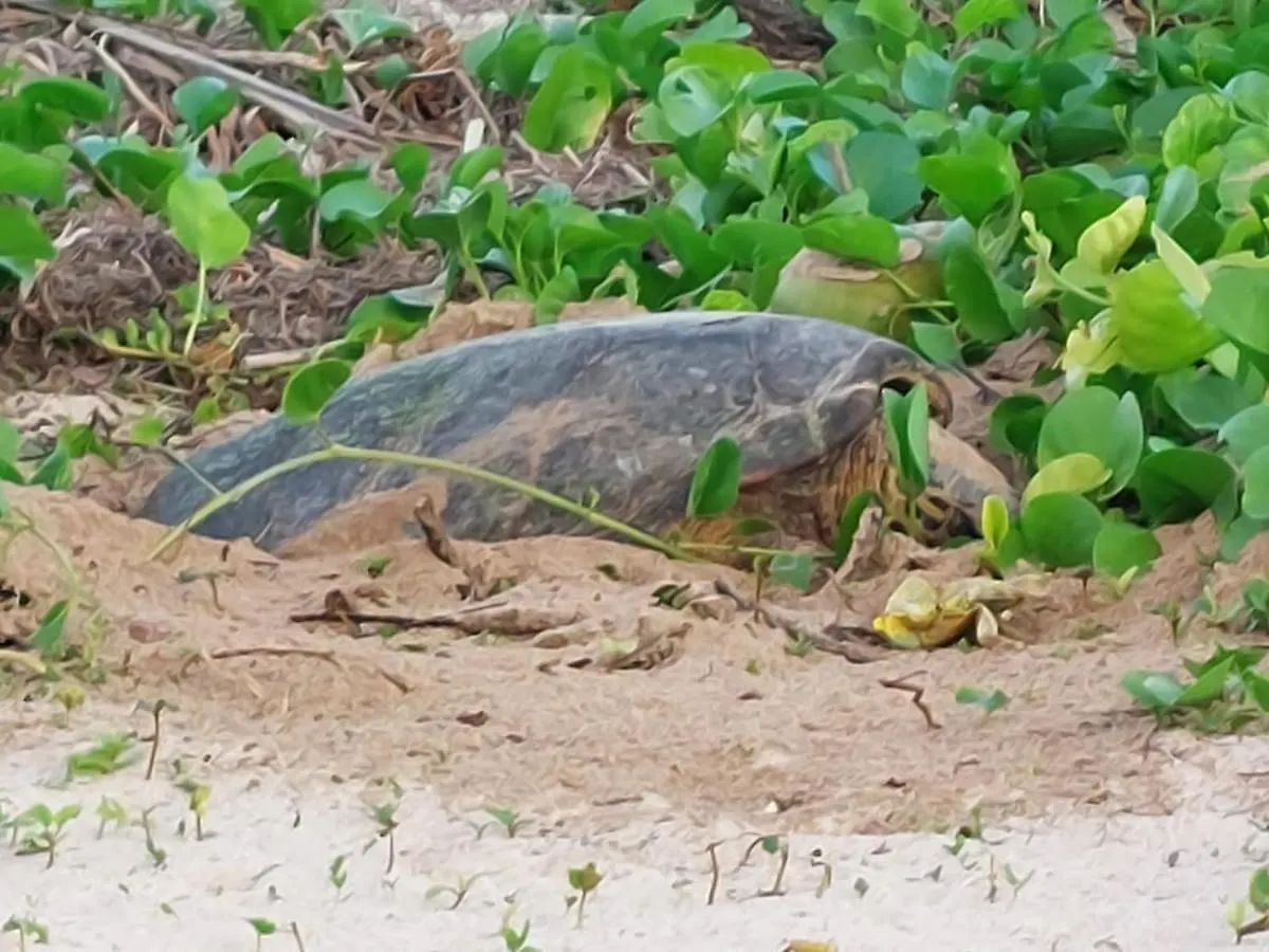 140 négyzetméteres, 4 hálószobás, 4 saját fürdőszobával rendelkező Apartman Mahé Island területén Anse Royale 0*,  Seychelles - szigetek